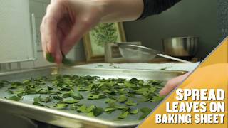 How To Make Yaupon Tea At Home [upl. by Teplitz877]