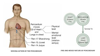 THE PERICARDIUM IN MENTALEMOTIONAL PROBLEMS [upl. by Dymoke172]