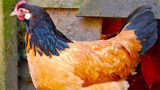 Vorwerk Chickens  Rare Dual Purpose Beauty [upl. by Acinonrev]