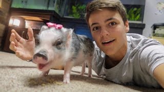 My NEW PET MINIATURE PIG [upl. by Sukramaj]