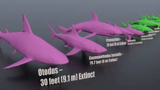 All Shark Size Comparison ll Extinct and Living 3D Animation [upl. by Heydon]