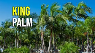 King Palm [upl. by Ennovyhc]