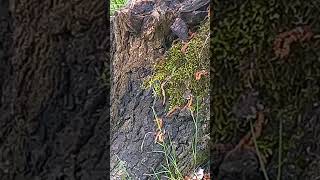 African grayeyed caveman behind a rock listens to the song of a blue crested blackeyed lark [upl. by Aundrea342]