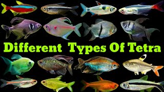 Different Types Of Tetra Fish  Tetra Fish Varieties [upl. by Isteb]