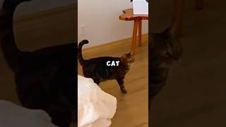 MrBeast Trust Falls On A Cat 😂 [upl. by Mahmud]