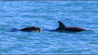 Endangered vaquita making a comeback in Mexicos Baja [upl. by Ani]