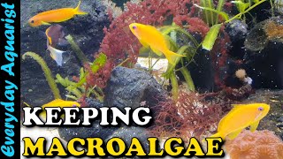 HOW TO Keep Marine MACROALGAE In A REEF Tank  Complete BEGINNERS GUIDE Planted Reef [upl. by Auguste]