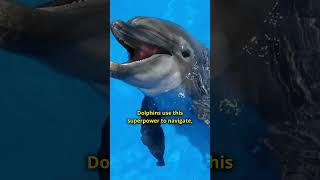 How Dolphins Use Echolocation to See [upl. by Ardnoed]