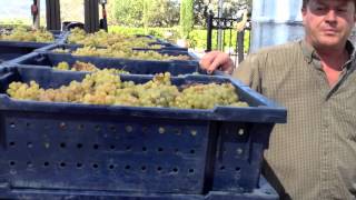 Signorello Chardonnay Harvest [upl. by Ileek]