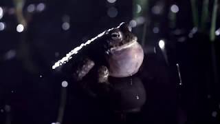 Natterjack toad  Heathlands in the South Downs National Park [upl. by Emor]