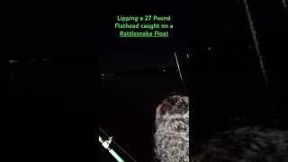 Lipping a 27 pound Flathead [upl. by Latea264]