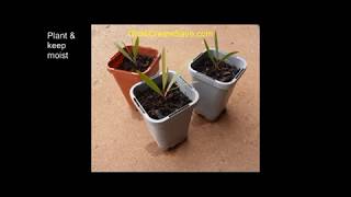 How to take bottle brush cuttings [upl. by Xever]