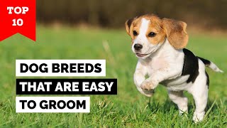 Top 10 Dog Breeds That Are Easy To Groom [upl. by Wooldridge]