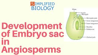 Development of Embryo sac in Angiosperms for NEET AIPMT AIIMS JIPMER PREMED [upl. by Eeslehc337]