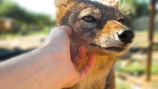 Befriending a rescued Blackbacked Jackal [upl. by Airetnohs]