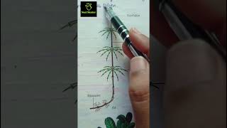 Equisetum amp fern pteridophytes ncert imp diagram class 11th ncert biology neet2025 aiims [upl. by Charry456]