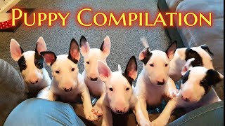 EPIC Bull Terrier PUPPY compilation [upl. by Graf28]