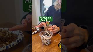 Moving my Anthurium Seeding from moss to a 5050 perlitestratum mix anthurium plants shorts [upl. by Ahseim]