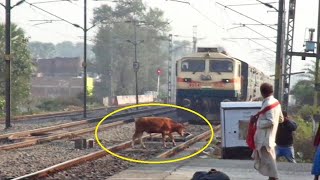 Live Accident  Speedy Train Hits Cow [upl. by Malvie472]