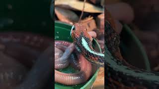 California redsided GARTER SNAKE slurping down EARTHWORMS Thamnophis sirtalis infernalis shorts [upl. by Nissie]