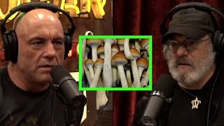 Mushroom Expert Paul Stamets on the Benefits of Microdosing [upl. by Thomey]