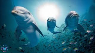 10 Hours Relaxing Underwater Sounds For Sleep Dolphin And Whale Noises Calming Deep Ocean Sounds [upl. by Ysirhc261]