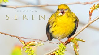 Bird sounds European serin chirping and singing in the spring [upl. by Zelde]