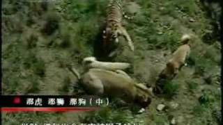 Turkish Kangal Dogs vs Tigers amp Lions [upl. by Warfield720]