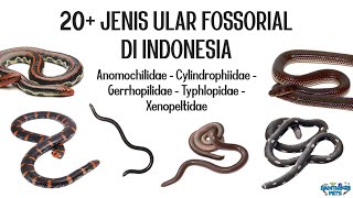 20 Jenis Ular Penggali Tanah  Fossorial Ular kawat ular pipa ular pelangi dll di Indonesia [upl. by Neelie]