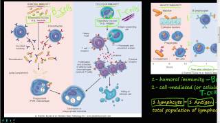 72P  Humoral Immunity via B cells B Lymphocytes [upl. by Oel]