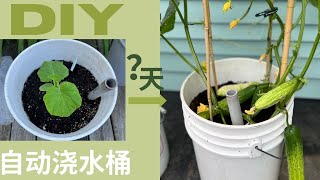 【DIY】手把手教你做价廉物美的自动吸水桶网上没有的关键trick how to make self watering bucket，盆栽蔬菜高产密招 [upl. by Fahy753]