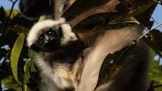 Hoolock Gibbon [upl. by Viki]