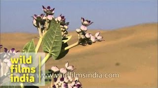 Calotropis procera or accra flowers  an offering to Shiva [upl. by Suraved]