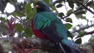 Resplendent quetzal singing [upl. by Fairlie]