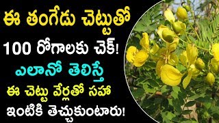 ఈ తంగేడు చెట్టుతో 100 రోగాలు దూరం  Tangedu Chettu Ayurvedic Uses in Telugu  Home Remedies Telugu [upl. by Kind342]