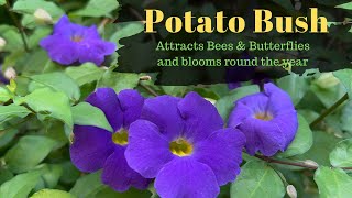 How to grow and care Thunbergia ErectaKings mantlePotato bushBush clock vine [upl. by Berliner140]