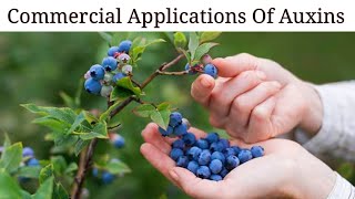 Commercial Applications Of Auxins  Lec 34  Plant Physiology [upl. by Aneetak957]