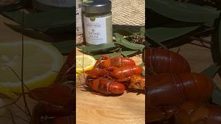 NATIVE AUSTRALIAN YABBY 🦞 🇦🇺 yabbies offgrid australia [upl. by Pierette597]