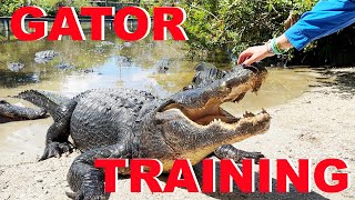 Training MASSIVE Alligators At Gatorland [upl. by Ameen]