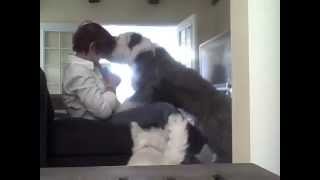 life with an old english sheepdog puppy  ADOPTED [upl. by Liscomb]