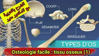 osteologie  le tissu osseux types fonctions et configuration externe [upl. by Lacie]