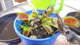 Venus Flytrap Winter Care Guide [upl. by Atla]