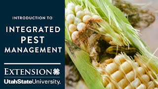 Introduction to Integrated Pest Management [upl. by Ekim923]