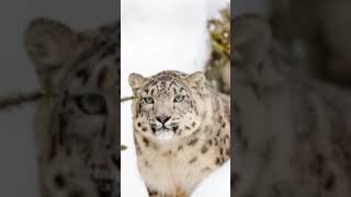 Masters of the Mountains Snow Leopard Hunting Techniques naturelovers incrediblewildlife [upl. by Hctim]