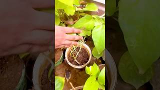 Homemade Organic fertilizer for plants from Kitchen waste ☘️😱 shorts organicfertilizer plants [upl. by Aneen]