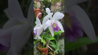 Orchid Laelia anceps var Veitchiana [upl. by Gwenn]