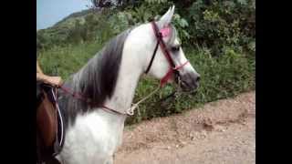 Cavalo Arabe passeando ao passo Arabian Horse [upl. by Eilsew]