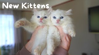 Ragdoll Kittens and their First Day Home  The Cat Butler [upl. by Nicholle143]