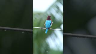 White throated kingfisher in the rain￼ wildlife wildlifephotography kingfisher canon canonr6ii [upl. by Chassin]