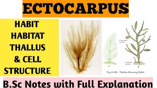 ECTOCARPUS  Habit Habitat Cell Structure BSc Botany Notes with Full Explanation  ZBC [upl. by Zea]